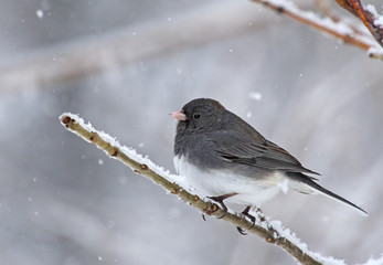 Dark-eyed Junco, Junco hyemalis