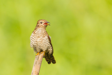 Female Plaintive Cuckoo(Cacomantis merulinus ) in nature