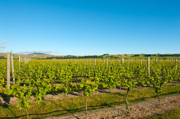 Fototapeta na wymiar Winery of New Zealand