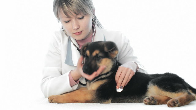 veterinarian examines a German Shepherd puppy