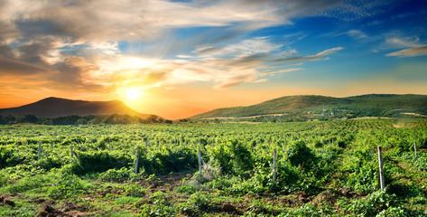 Naklejka premium Crimean vineyard