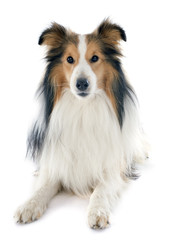 shetland dog