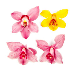 Orchid flowers