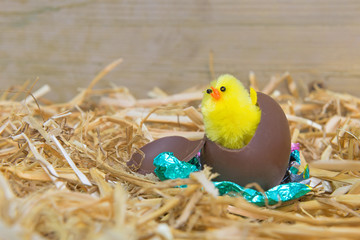 Easter chick hatching