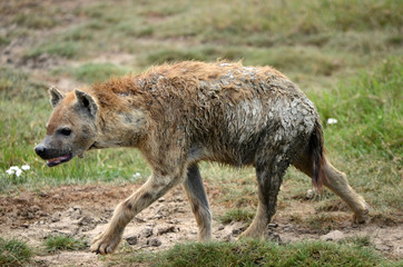 Fototapeta premium carnassier