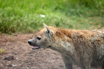 Fototapeta premium yenne en gros plan