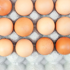 Closeup eggs in panel