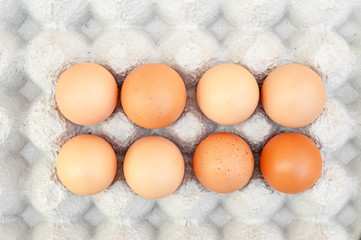Eggs in panel