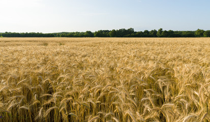 Wheat field