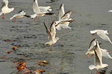 Gaviotas volando sobre el Manzanares.