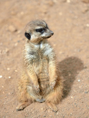 Meerkats (suricate)