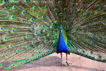 Obraz premium Peacock