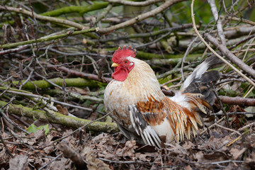 Huhn im Unterholz