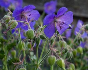 Garden flowers