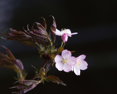 黒バックの美しい桜