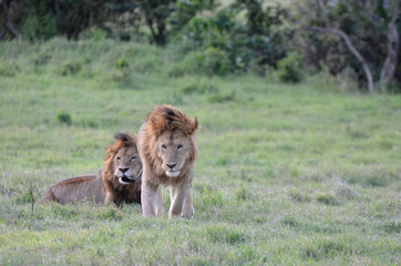 lions mâles