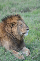 majestueux