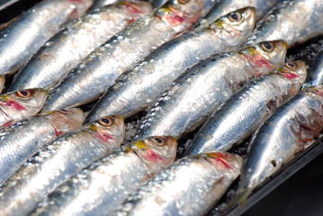 Fototapeta premium PESCADO FRESCO.
