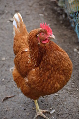 hen