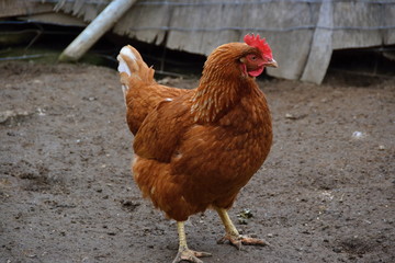 hen