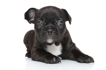 French bulldog puppy close-up portrait