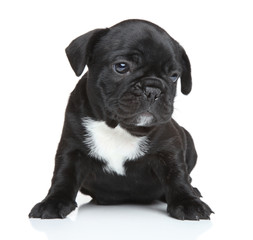 French bulldog puppy portrait