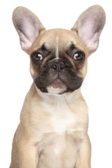 French bulldog puppy close-up portrait