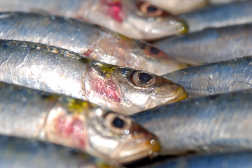 PESCADO FRESCO.