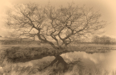 Tree with calotype filter applied
