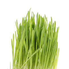 fresh oat sprouts with water drops