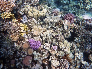 Tauchen am Korallenriff