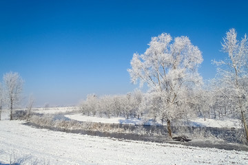 the marshes of the river oglio in winter