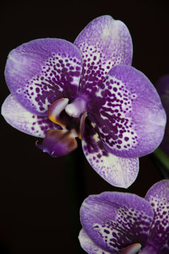 Blume