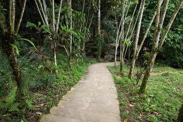 Garden stone path