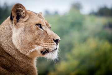 Fototapeta na wymiar Portret lwica