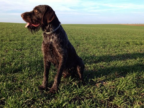 German wirehaired pointer