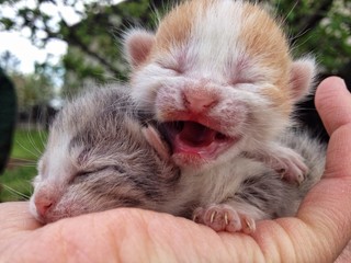 Cute newborn kittens