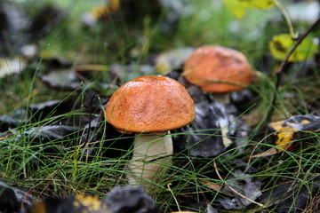 Orange-cap mushrooms