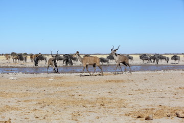 Fototapeta na wymiar Kudu's at muddy waterhole