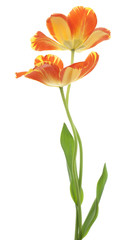 Fototapeta na wymiar tulipan