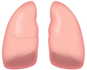 Lungs