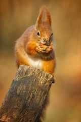 Red squirrel sniffing a hazel nut