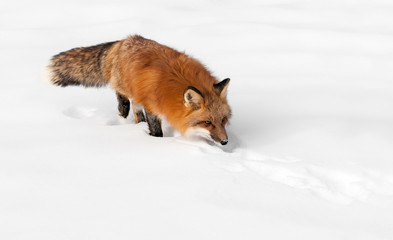 Red Fox (Vulpes vulpes) Stalks Through the Snow