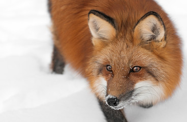Obraz premium Red Fox (Vulpes vulpes) Looks Left Close Up