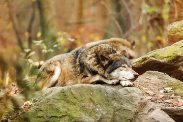 Grey Wolf