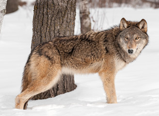 Grey Wolf (Canis lupus) Stands by Tree in Snow