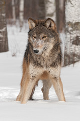 Grey Wolf (Canis lupus) Stands in the Snow