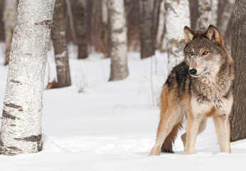 Le loup gris (Canis lupus) se dresse entre les arbres