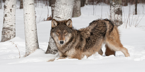 Grey Wolf (Canis lupus) Crouches Near Treeline
