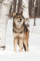 Grey Wolf (Canis lupus) Looks Up